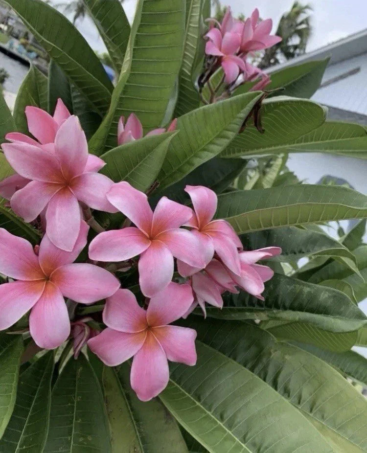 Rooted Pink Hawaiian Plumeria Plant | 8-12” Frangipani Tropical Flowering Garden Plant from Florida