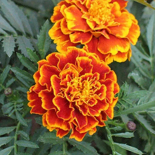 Marigold Seeds - Sparky Mix Bicolor Orange Yellow Red - Tagetes patula, Annual, Full Sun, Garden Bed & Container Plant