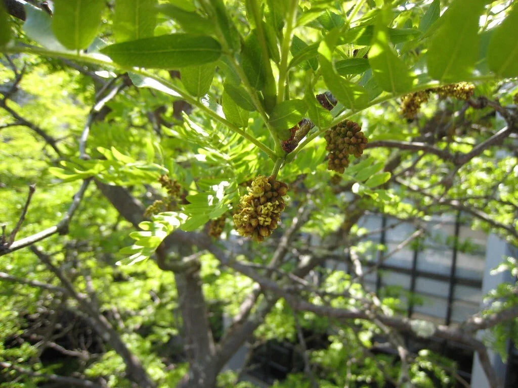 Thornless Honey Locust Seeds 25 Pack Gleditsia triacanthos Inermis Drought-Tolerant Fast-Growing Tree