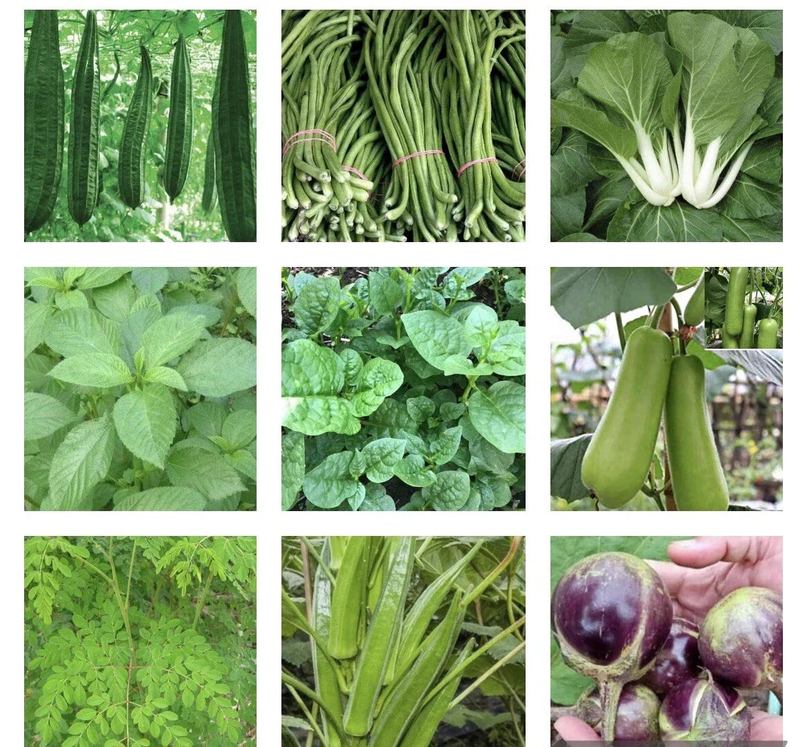 Asian Vegetable Seeds Bundle - 20 Packets for Home Gardening, Organic, Non-GMO, Easy Grow, Suitable for Containers & Raised Beds