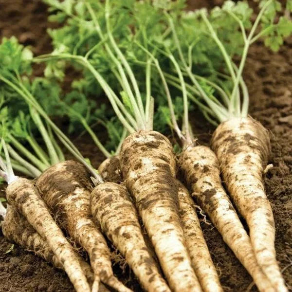 Organic Hamburg Root Parsley Seeds - 500 Pack Petroselinum crispum var. tuberosum for Home Gardens, Culinary Use, Non-GMO, USA Grown