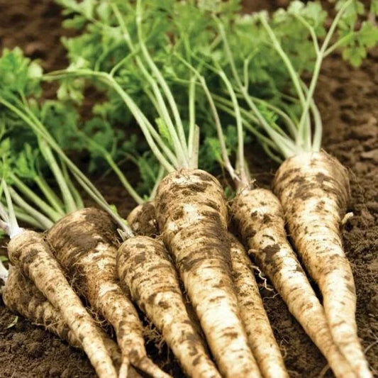 Organic Hamburg Root Parsley Seeds - 500 Pack Petroselinum crispum var. tuberosum for Home Gardens, Culinary Use, Non-GMO, USA Grown