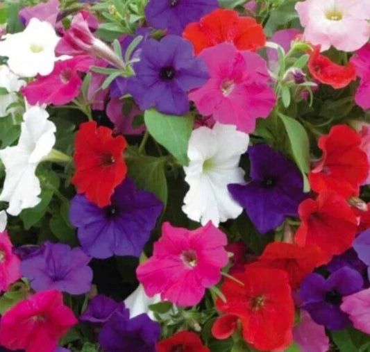 Petunia Seeds Dwarf Mix - Over 4000 Annual Flower Seeds for Garden Beds, Containers & Hanging Baskets - Petunia spp.
