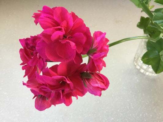 Ivy Geranium Cuttings 6 Pack Double Deep Rose Pelargonium peltatum for Rooting, Garden Plants, Outdoor Flowering Plants