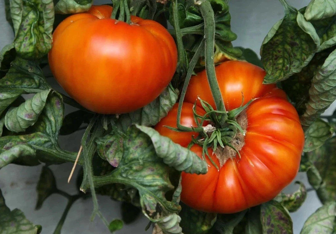 Beefsteak Tomato Seeds - 1000 Heirloom NON-GMO Solanum lycopersicum for Juicy, Large Tomatoes in Garden or Containers