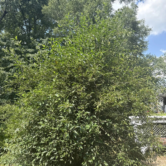 Live Mulberry Tree Plant | Well-Rooted | Morus spp. | Edible Berries & Foliage | Perfect for Home Garden & Landscaping