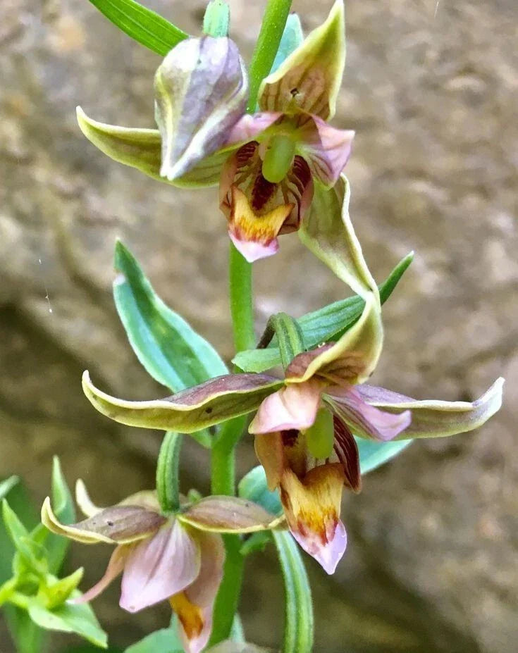 Adam & Eva Orchid Bare-Root Plant Putty Root Aplectrum hyemale Rare Indoor Orchid