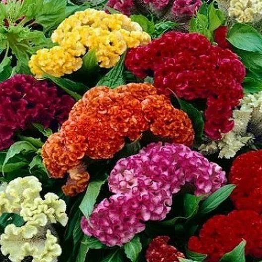 Celosia argentea var. cristata Dried Flowers Seeds - Mixed Cockscomb, Non-GMO, 500 Count, Vibrant Cutflowers & Arrangements