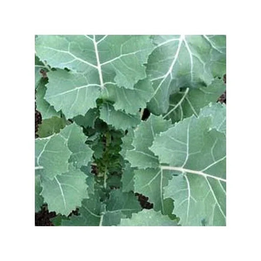 Kale Seeds Packaged - Non-GMO Heirloom Early Hanover Brassica oleracea - Leafy Green, Fast Shipping