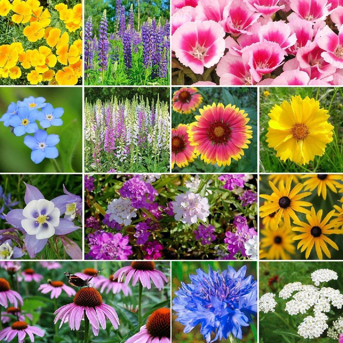 Deer Resistant Wildflower Seed Mix – 13 Native Species for Garden, Pollinator-Friendly, Non-GMO, Wildflower Seeds