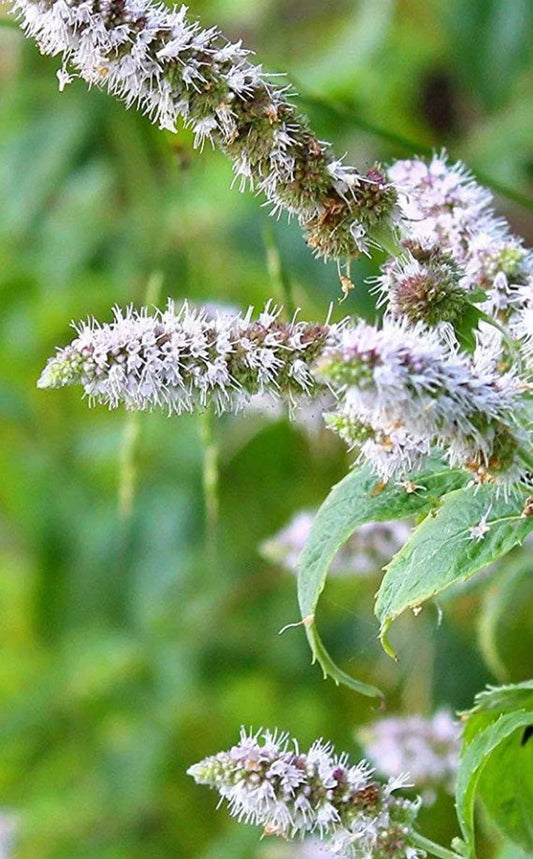 Peppermint Plant Lot of 2 | Perennial Bare Root Herbs | Mentha piperita Starter Plants for Garden or Kitchen