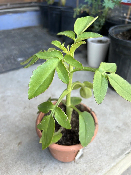 Organic Kalanchoe Prolifera Succulent Live Plant - Easy Care Green Foliage for Indoor Outdoor Garden