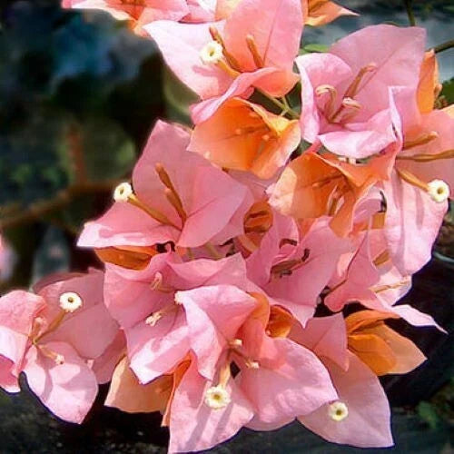 Rare Bougainvillea Starter Plant - Small Well Rooted Hugh Evans Variety in 4-Inch Pot for Gardens & Containers