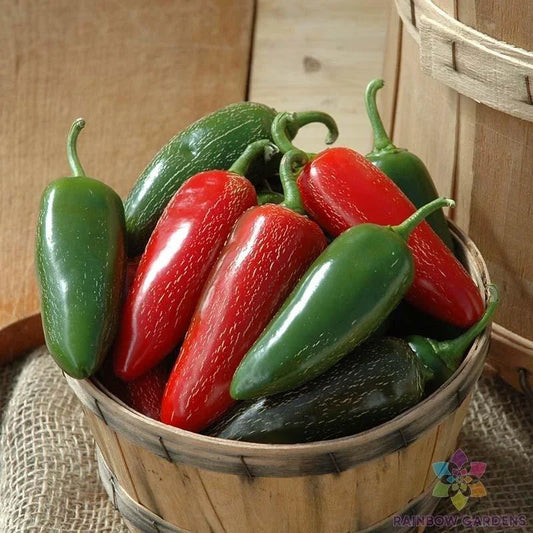 Jalapeno M Hot Pepper Seeds – Pack of 25+ – Capsicum annuum – Spicy Green Peppers for Garden & Container Planting