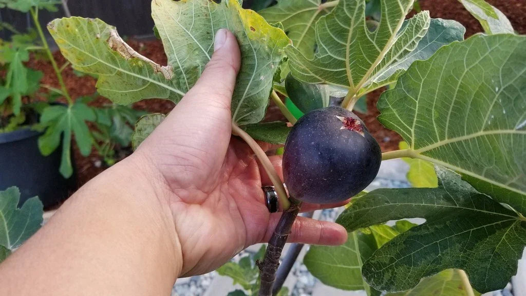 Kathleen's Black Fig Live Starter Plant 4 Inches - Ficus carica, Edible Fruit Tree for Indoor/Outdoor Gardening