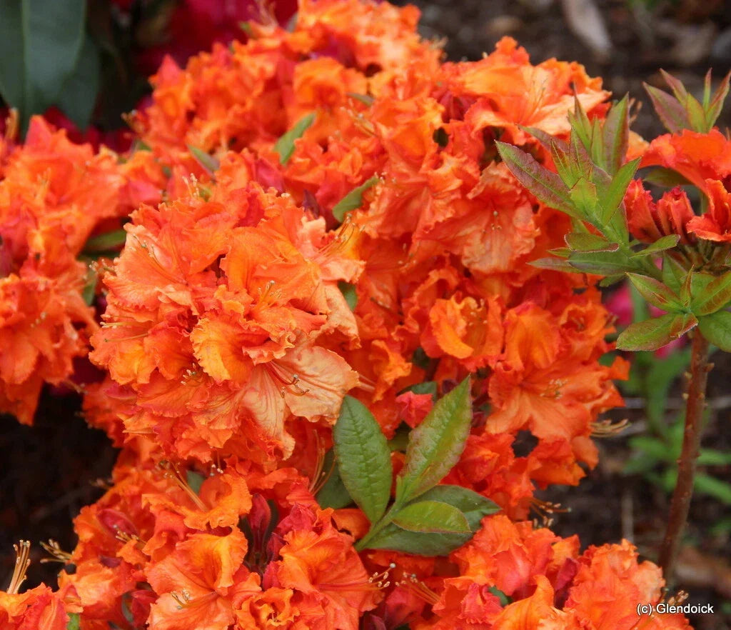 Deciduous Azalea Starter Plant - Gibraltar Variety Rhododendron, Vibrant Blooms, Easy Care, Garden Border, Container, Shrub