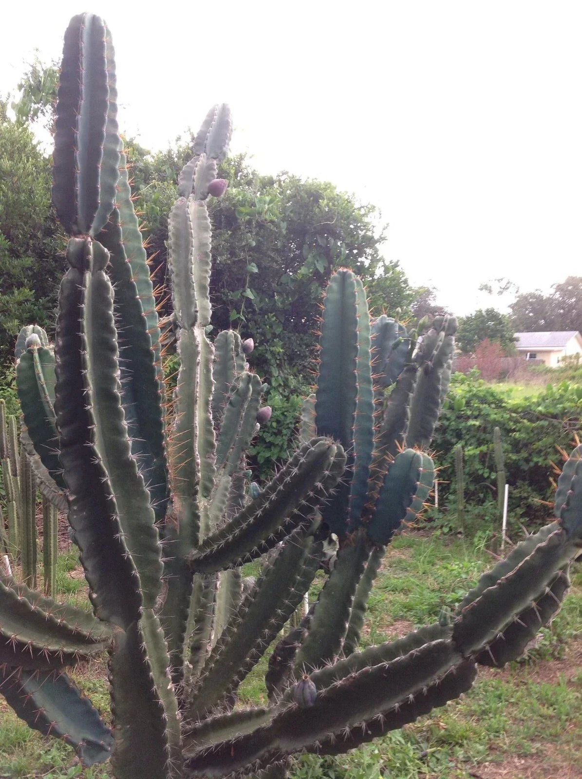 Cereus Peruvianus Repandus Seeds – 20 Peruvian Apple Cactus Seeds for Home Gardening – Easy to Grow Succulent Plant