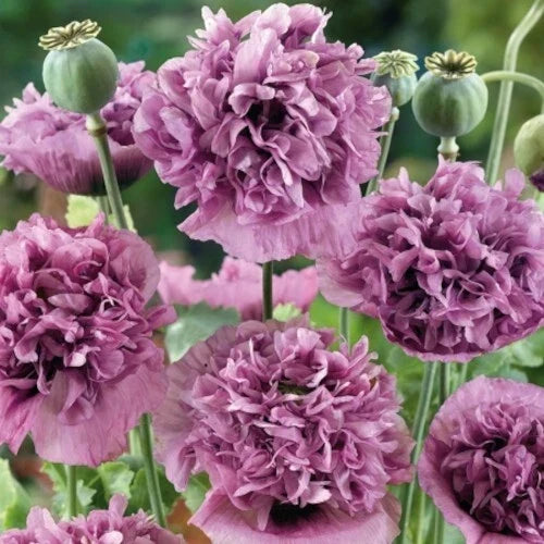 Violetta Blush Poppy Seeds – 200+ Non-GMO Garden Flower Seeds for Borders & Cutting Gardens – Papaver somniferum