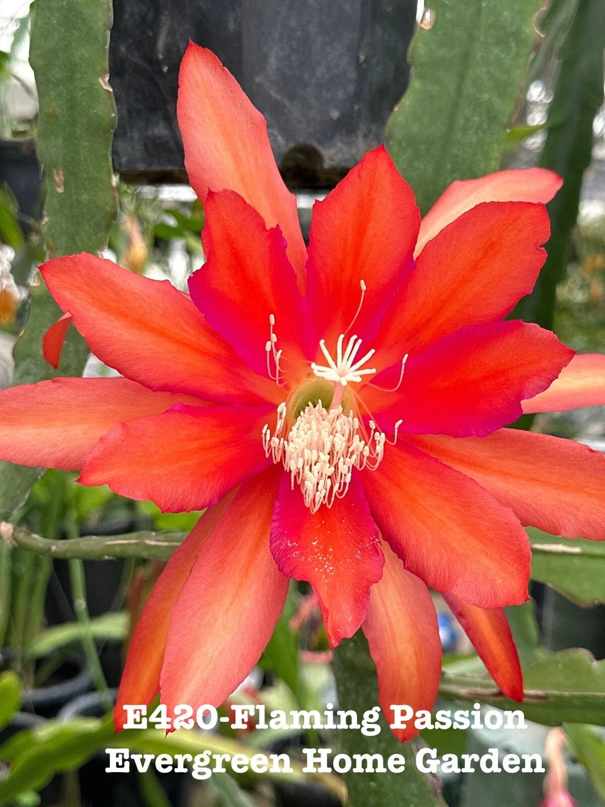 Epiphyllum Orchid Cactus Plant 4-Inch Starter Pot Flaming Passion Rooted Epiphyllum spp. Indoor Outdoor Succulent