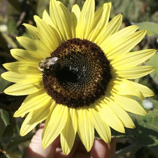 Lemon Queen Wildflower Seeds - Rudbeckia hirta - Bright Yellow Flower Pack of 100+ Large Colorful Seeds