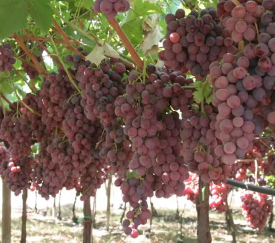 Grape Vine Seeds 10 Pack Red Sweet Fruit Vitis vinifera Ready to Germinate for Home Garden, Trellis Climbing Plant