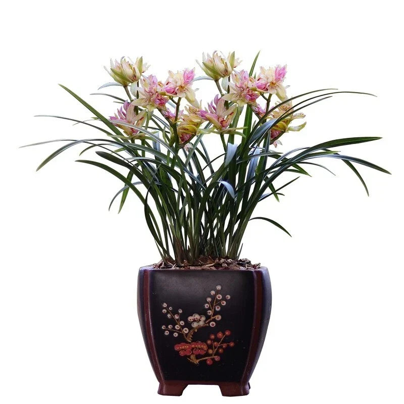 Cymbidium ensifolium Bare Root Orchid Plant - Butterfly Variety, Fragrant, Easy Care, Indoor or Garden