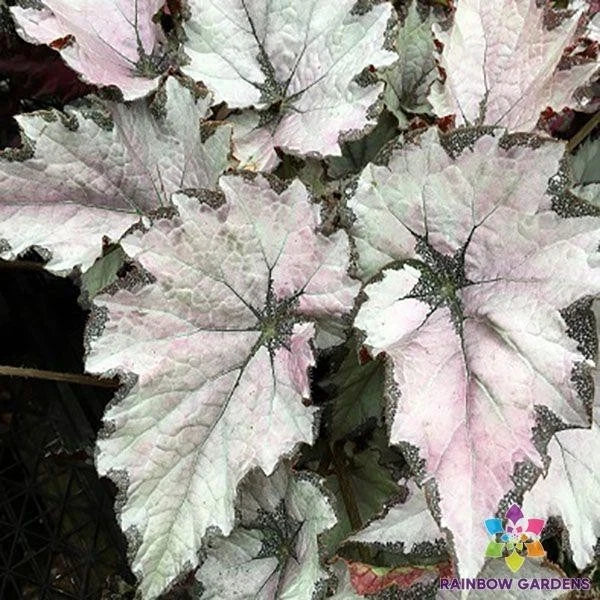 Champagne Bubbles Begonia Seeds – 25+ Premium Begonia x tuberhybrida Seeds for Garden, Container, Border Planting
