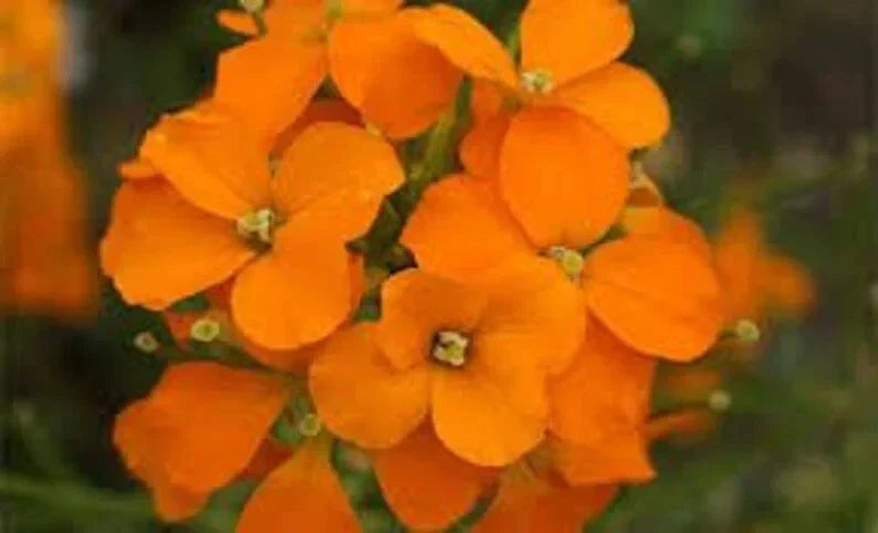 Siberian Wallflower Seeds - Organic Erysimum cheiri - 500 Non-GMO Seeds for Gardens, Borders & Containers - USA Grown