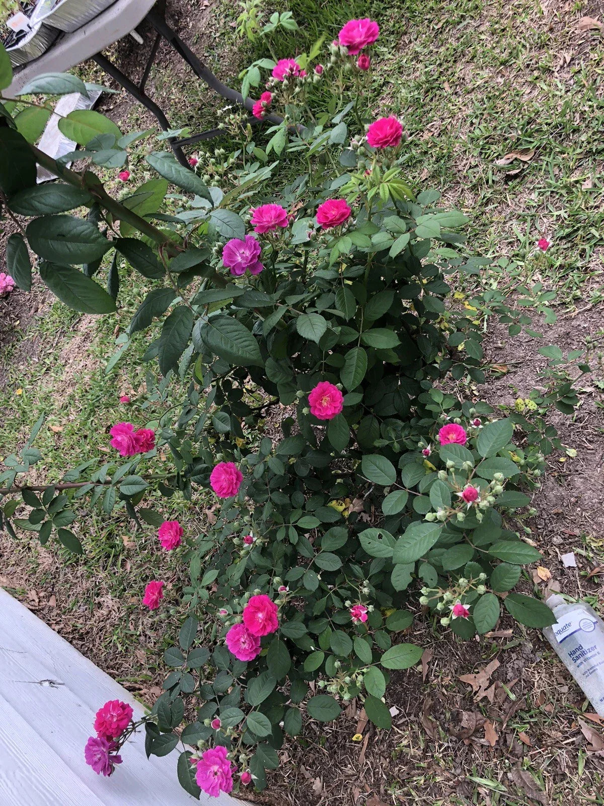 Seven Sisters Rose Cuttings 6 Pack, Rosa Multiflora, Climbing Rose for Gardens and Landscapes, 10 Inch Length