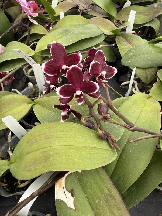 Orchid Plant Phalaenopsis 2-3" Pot Limited Edition Colorful Indoor Flowering Houseplant, Gift