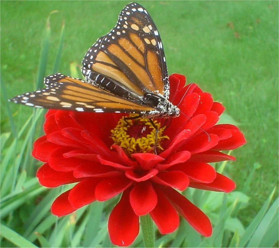 Zinnia Seeds Cherry Queen Dark Red Double - Zinnia elegans Annual Flower Pack of 150 Seeds for Garden Beds & Containers