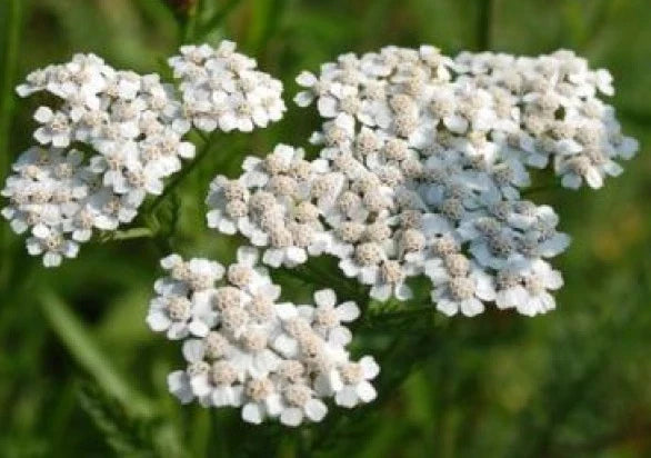 White Yarrow Perennial Flower Seeds - Achillea millefolium - 200 Fresh Seeds for Garden, Borders & Wildflower Beds