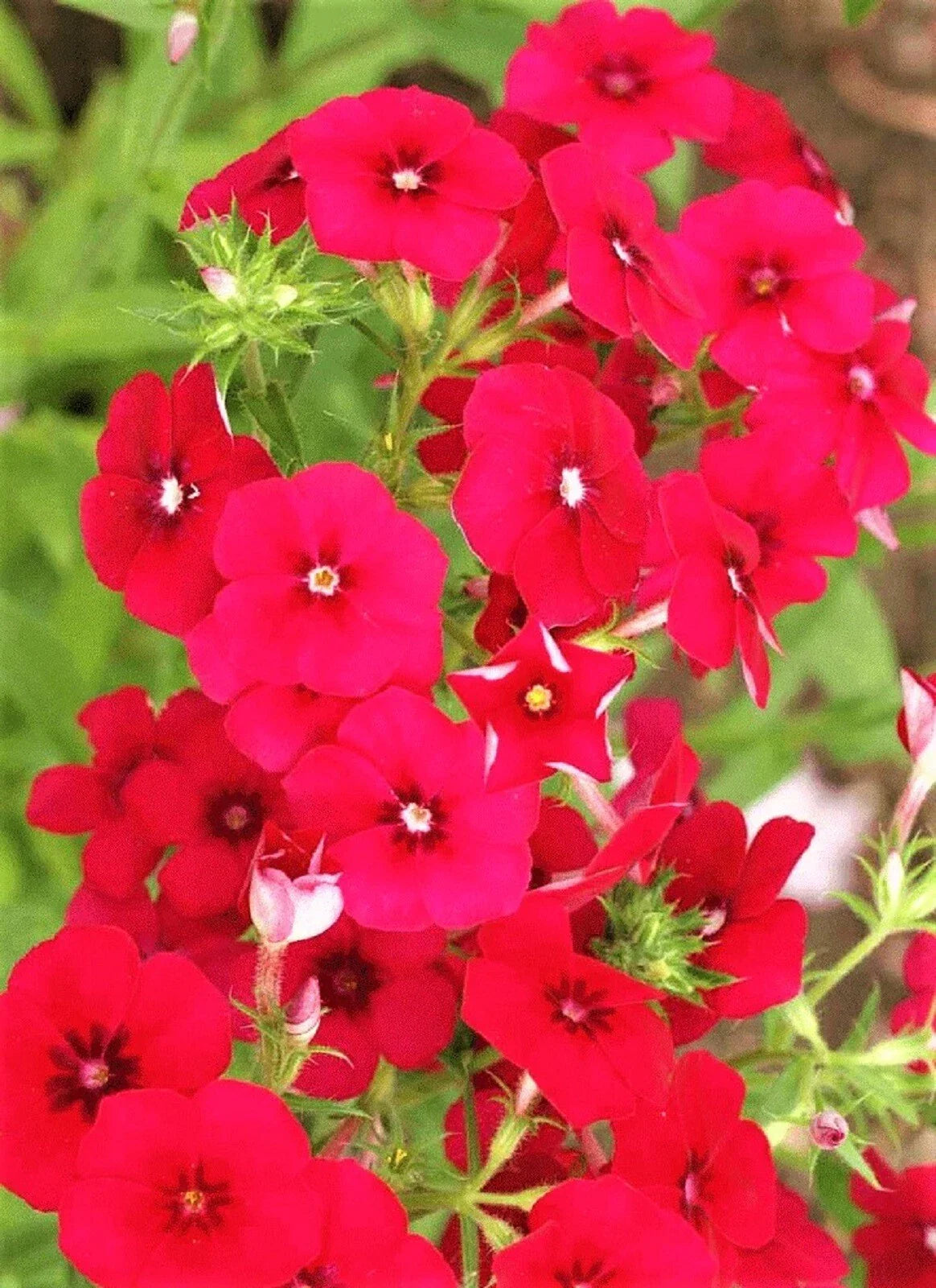 Red Drummond Phlox Seeds - Non-GMO, Vibrant Red Flowers, Phlox drummondii, 100+ Seeds for Borders, Flower Beds & Containers