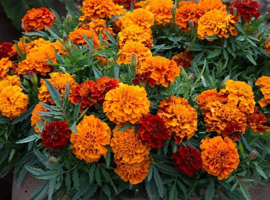 Marigold Seeds Pack of 25 Fireball Color Changing Tagetes erecta Annual Flower for Garden, Border, Container