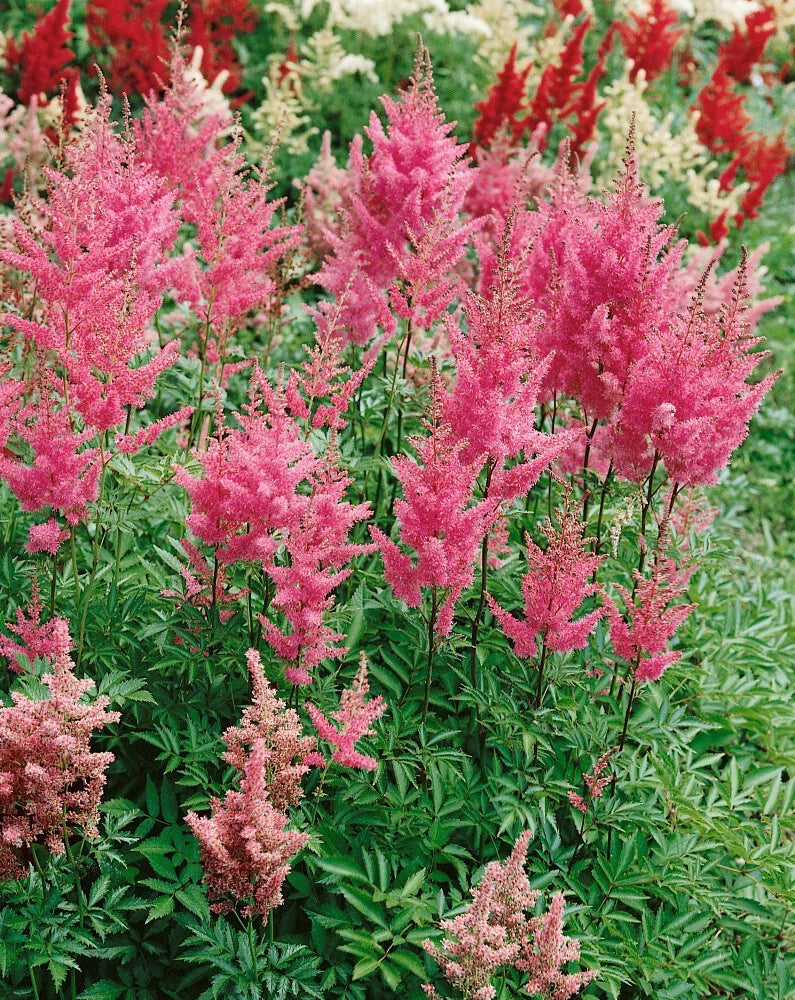 Astilbe Rheinland Bare Root Plants - 25 Count Perennial Flower with Pink Feathery Plumes - Astilbe × arendsii