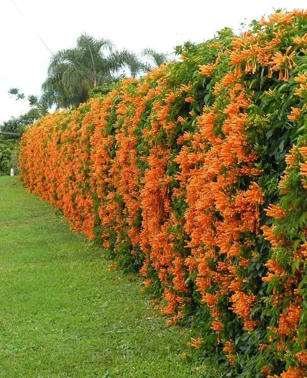 Phyrostegia Vine Starter Plant - Florida Flame, Hummingbird Attractor, Small Rooted, Phyrostegia venusta