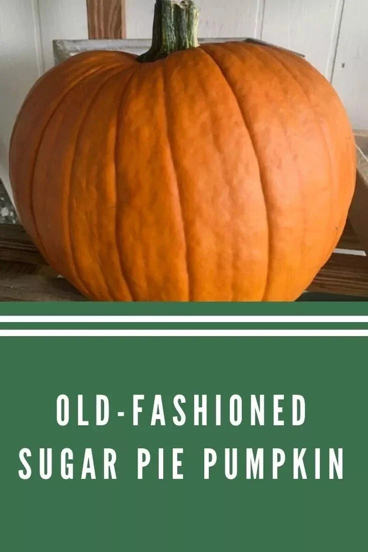 Sugar Pie Pumpkin Seeds - Heirloom Non-GMO Organic Cucurbita pepo for Baking & Fall Decor, 30+ Seeds