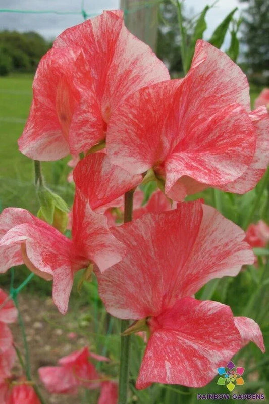 Phoebe Sweet Pea Seeds - Pack of 50+ - Lathyrus odoratus Heirloom Garden Seeds for Climbing Vines, Pastel Flowers, Pollinator Attractant