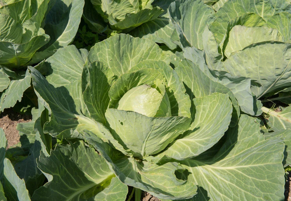 Earliana Cabbage Seeds – 500+ Non-GMO Heirloom Brassica oleracea for Garden Planting, Compact, Upright, Full Sun