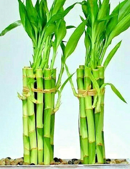 Lucky Bamboo Plant - 8" Indoor Water Plant with 6 Stalks, Feng Shui Decor, Easy Care Dracaena sanderiana for Home & Office