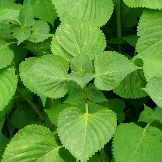 Green Shiso Seeds, Perilla frutescens, Non-GMO, Korean Basil, Herb Garden, Culinary Herb, Aromatic Foliage, Container Gardening