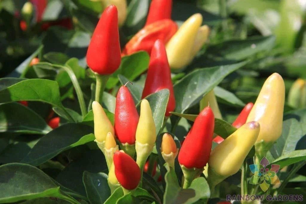 Prairie Fire Hot Pepper Seeds - 25+ Pack, Capsicum annuum, Spicy Peppers for Garden, Container & Outdoor Planting, Non-GMO, USA Grown