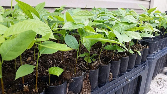 Pawpaw Tree Seedling – Live Plant – Asimina Triloba – Fruit-Bearing Native Tree – 1 Per Order – No Shipping to California