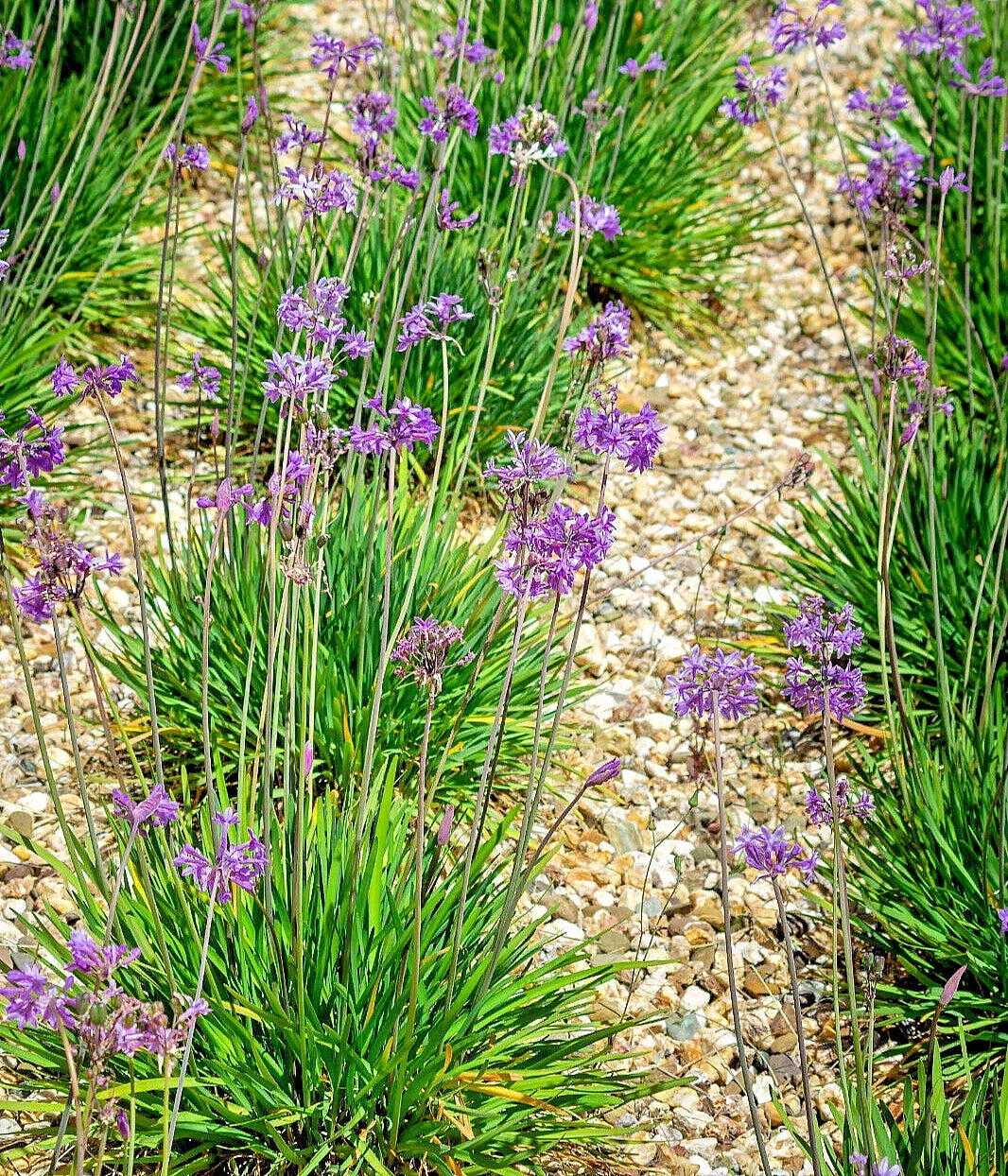 Society Garlic Seeds 50 Pack | Edible Perennial Flowers Tulbaghia violacea | Ornamental Garden Seeds