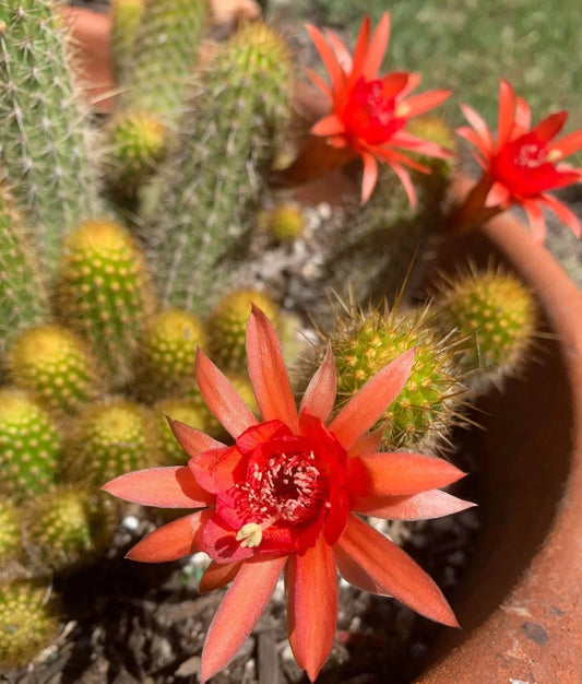 Large Hildewintera Hybrid Traisenblut Succulent Plant – Rooted Cactus for Indoor Outdoor, Easy Care, Desert Plant