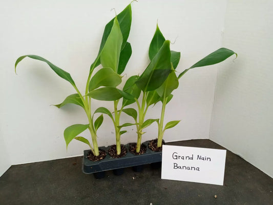 Grand Nain Banana Starter Plants - 4 Pack, Pesticide-Free Musa acuminata, Fruit-Bearing Banana Plants for Garden