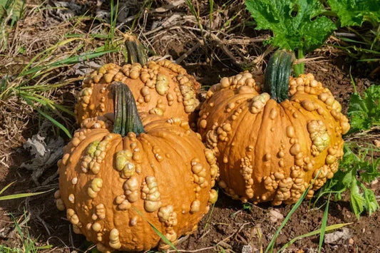 Organic Grizzly Bear Warty Pumpkin Seeds - 10 Pack, Heirloom Cucurbita pepo, Unique Warty Texture, Fall Decor, Garden Planting