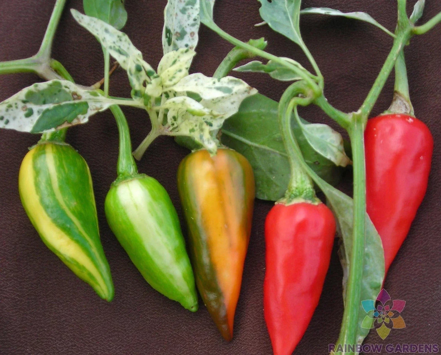 Fish Hot Pepper Seeds Pack of 25+ – Spicy Capsicum annuum for Garden or Container Planting
