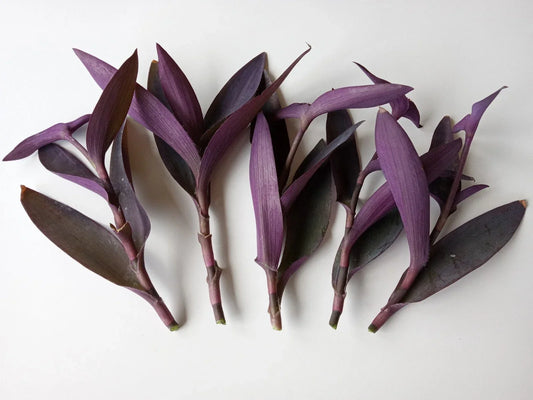 Large Purple Heart Tradescantia Pallida Cuttings – 7 Live Perennial Plants for Easy Gardening, Vibrant Purple Foliage