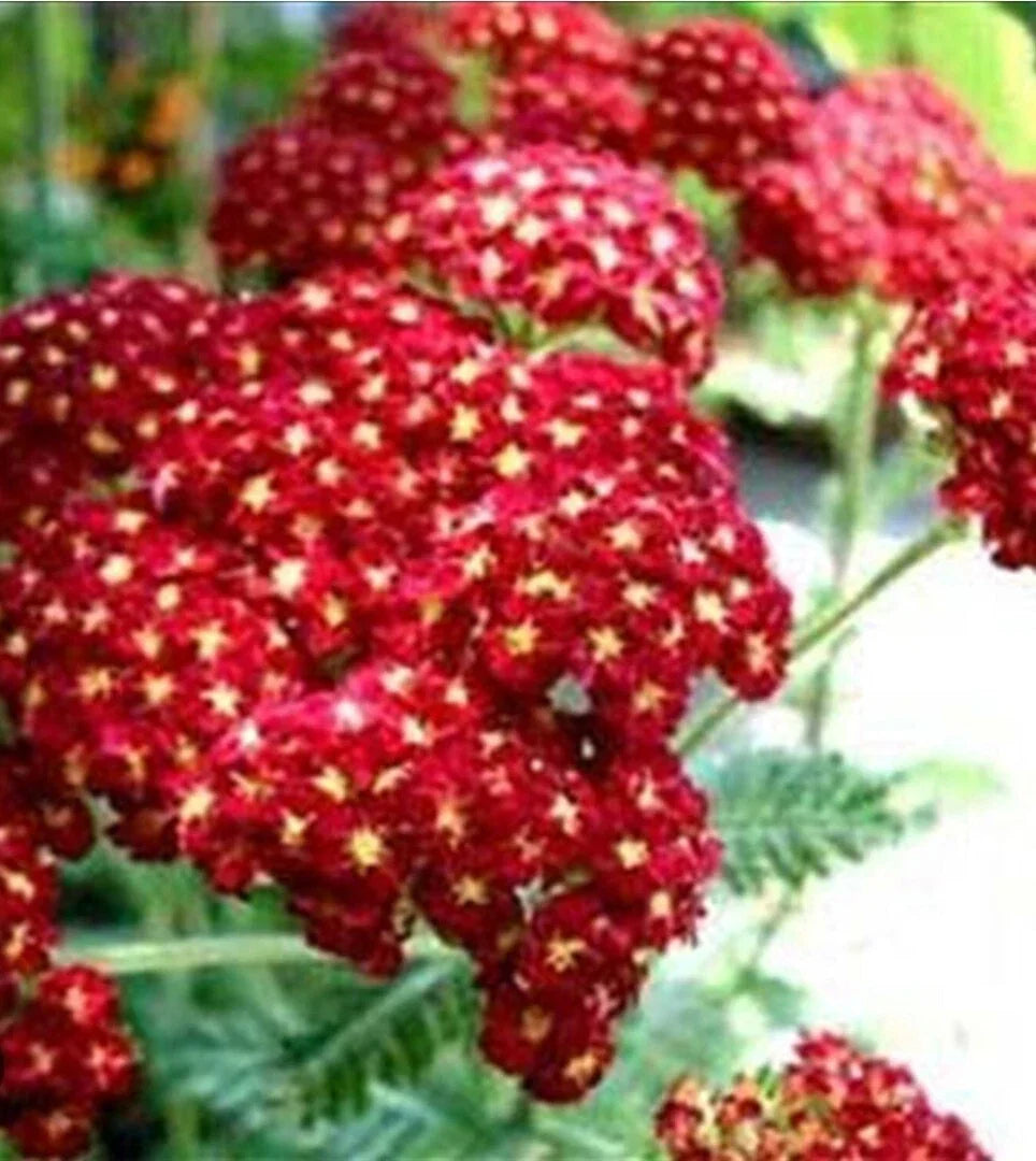 Red Velvet Yarrow Seeds - Organic Achillea millefolium Herb Garden Seeds for Borders & Pollinator Attracting Plants